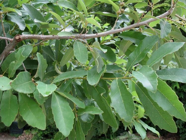 Quercus polymorpha Quercus polymorpha texas abyn