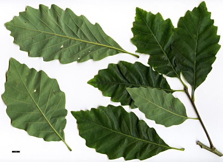 Quercus prinoides Full Name Report From The Oak ICRA Checklist
