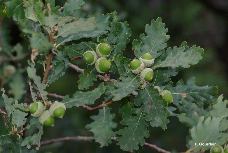 Quercus pubescens Quercus pubescens Willd 1805 Chne pubescent Overview
