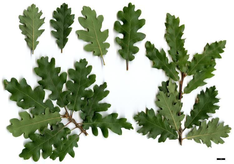 Quercus pubescens Full Name Report From The Oak ICRA Checklist