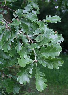 Quercus pubescens httpsuploadwikimediaorgwikipediacommonsthu