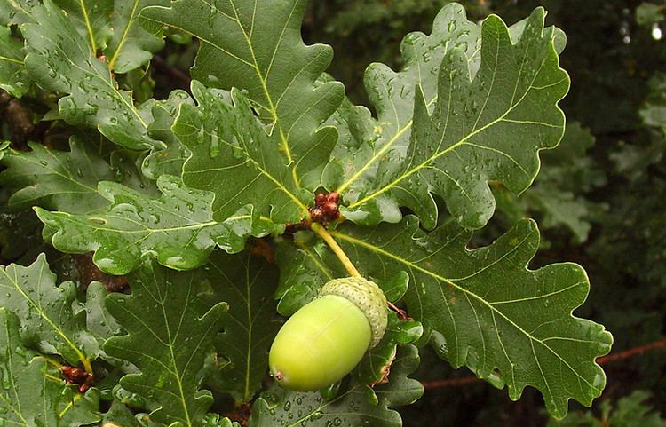 Quercus robur Quercus robur English oak Go Botany