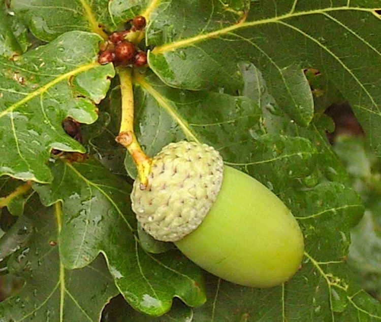 Quercus robur Quercus robur English oak Go Botany