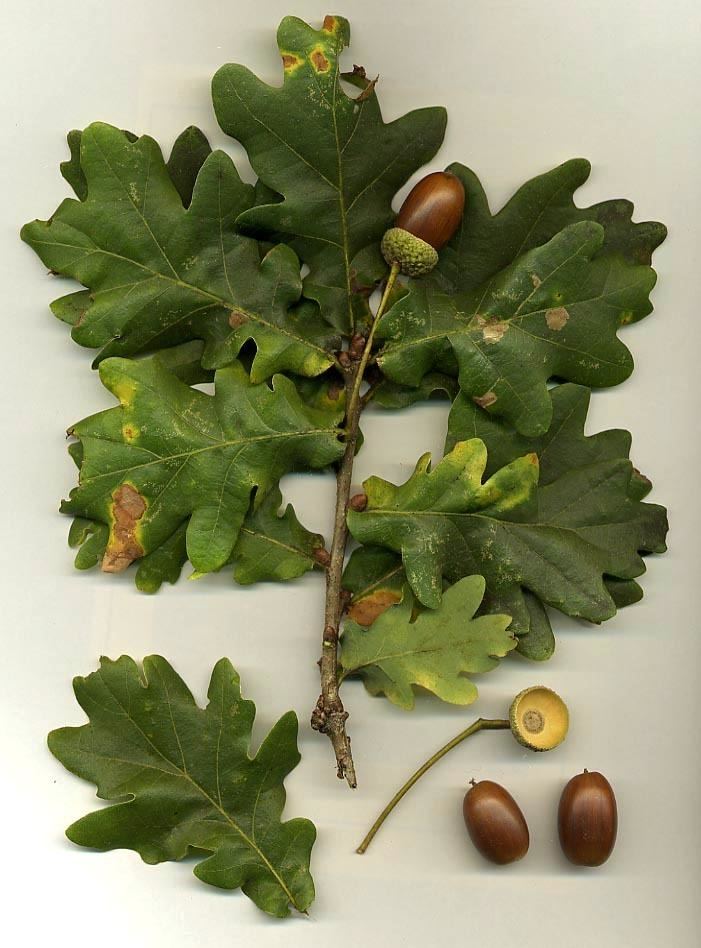 Quercus robur Quercus robur Wikipedia