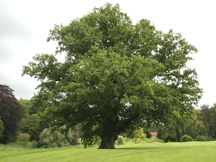 Quercus robur Quercus robur English Oak Leafland