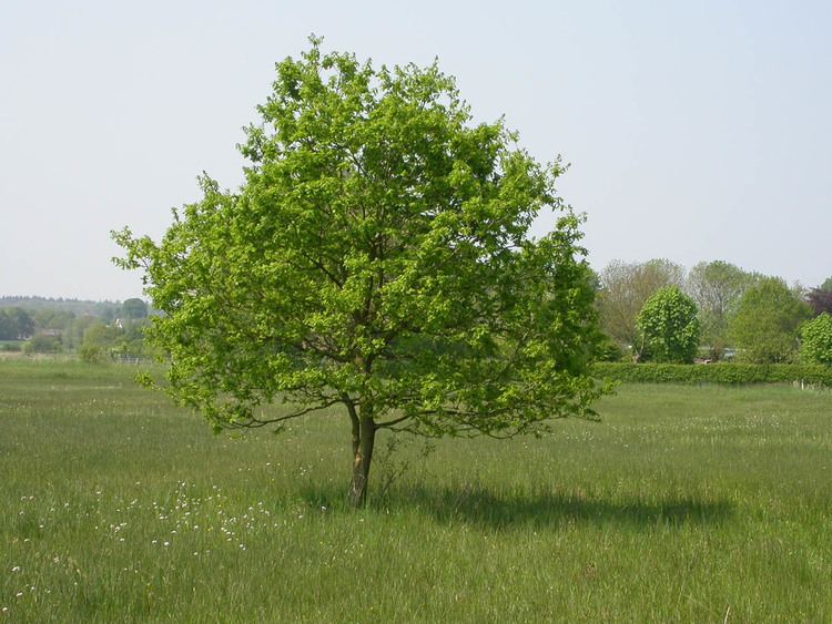 Quercus robur Quercus robur PLANT ID VANCITY