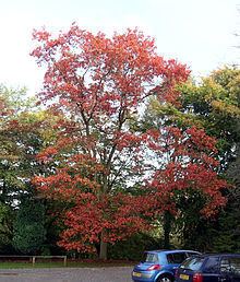 Quercus rubra httpsuploadwikimediaorgwikipediacommonsthu