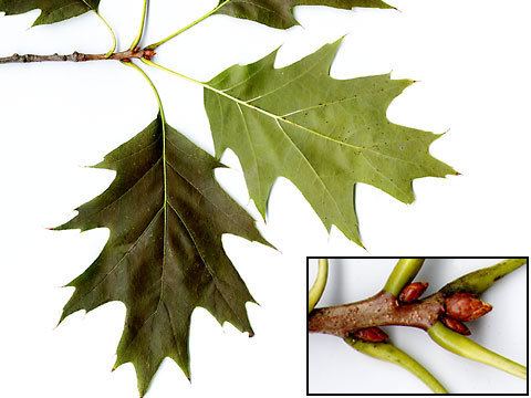 Quercus rubra Quercus rubra