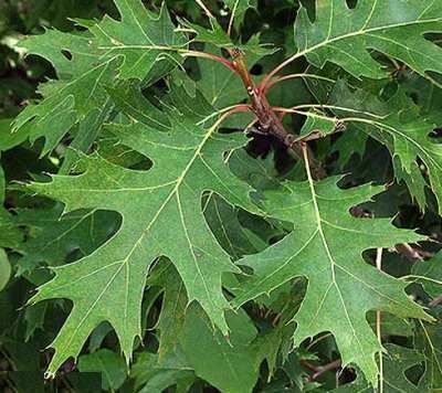 Quercus rubra Online Virtual Flora of Wisconsin Quercus rubra