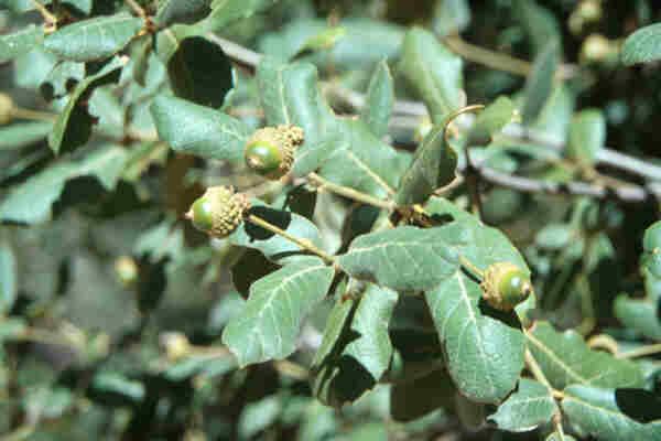 Quercus rugosa SEINet Arizona Chapter Quercus rugosa