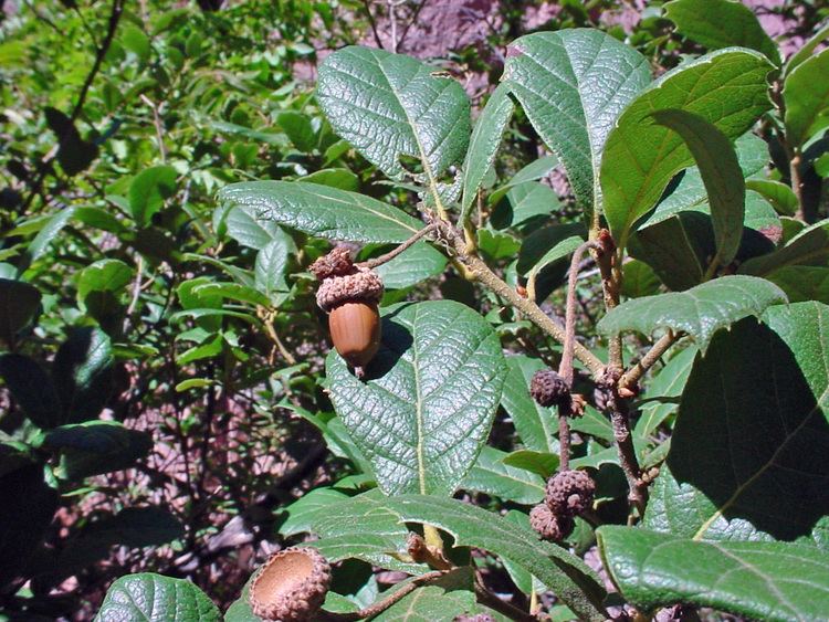 Quercus rugosa wnmueduacademicnspagesgilafloraquercusrugosajpg