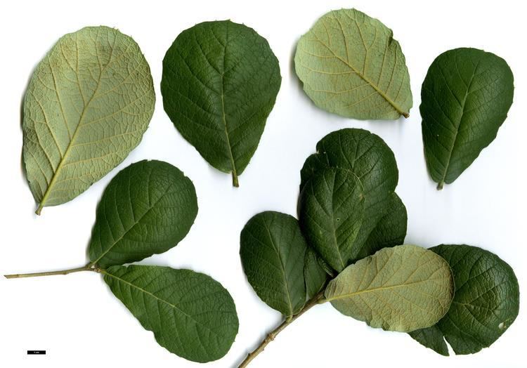 Quercus rugosa Full Name Report From The Oak ICRA Checklist
