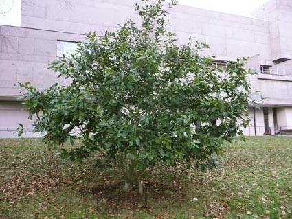 Quercus rysophylla wwwfobbgcoukQuercus20rysophyllaimagesQrisop
