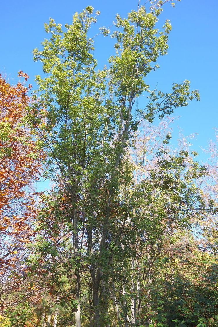 Quercus schottkyana