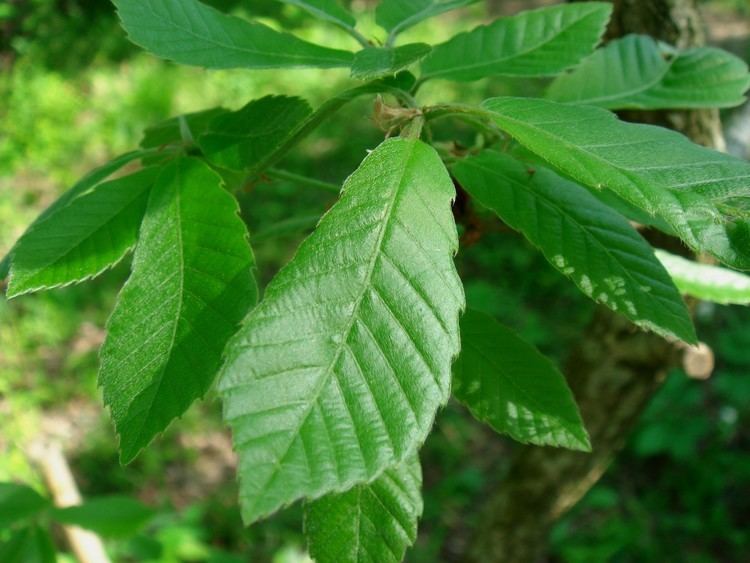 Quercus serrata - Alchetron, The Free Social Encyclopedia