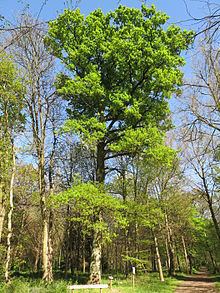 Quercus sessilifolia httpsuploadwikimediaorgwikipediacommonsthu