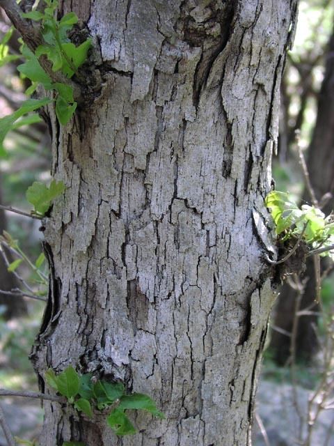 Quercus sinuata Quercus sinuata