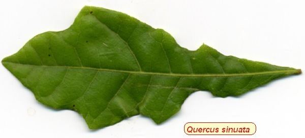 Quercus sinuata Quercus sinuata