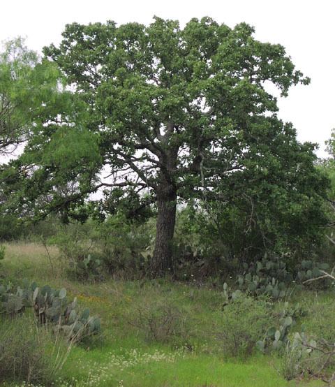 Quercus stellata Quercus stellata