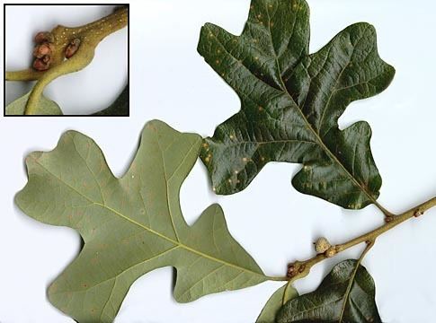 Quercus stellata Profile Quercus stellata