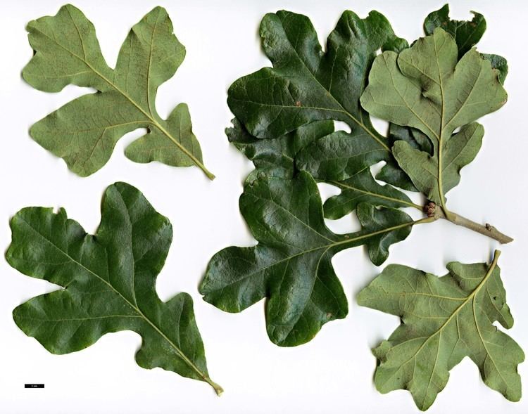 Quercus stellata Full Name Report From The Oak ICRA Checklist