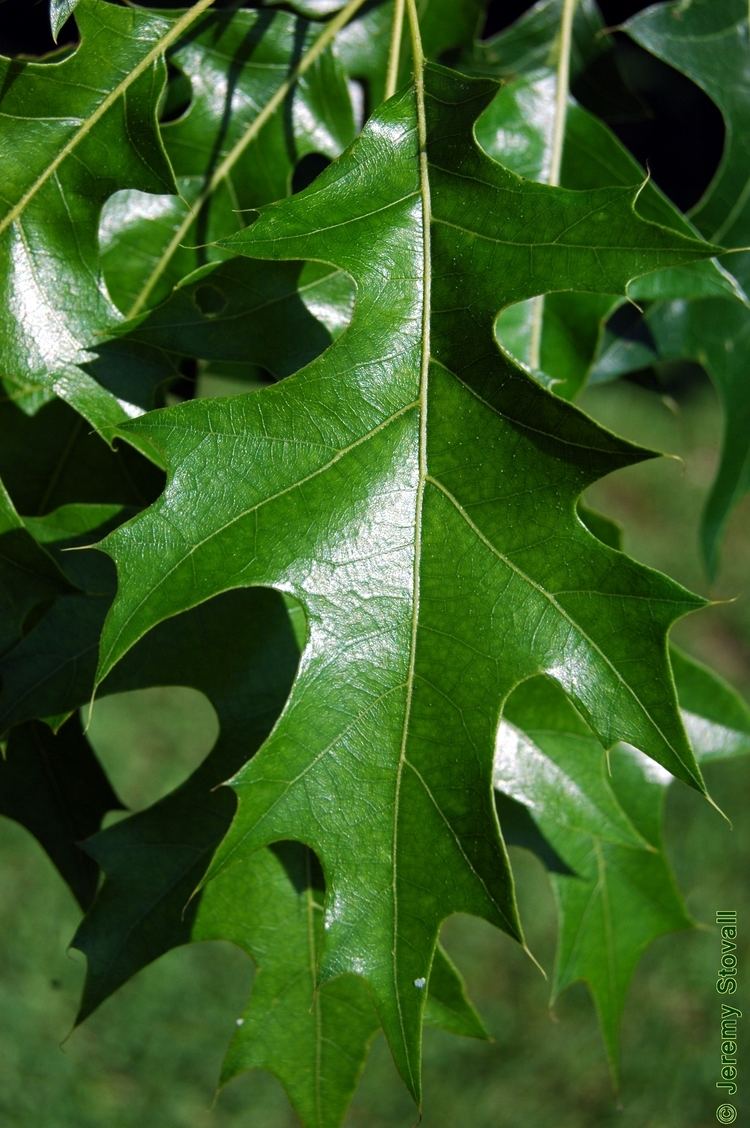 Quercus texana Fagaceae Quercus texana Nuttall oak Lab 11