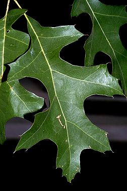 Quercus texana Quercus texana Fact Sheet