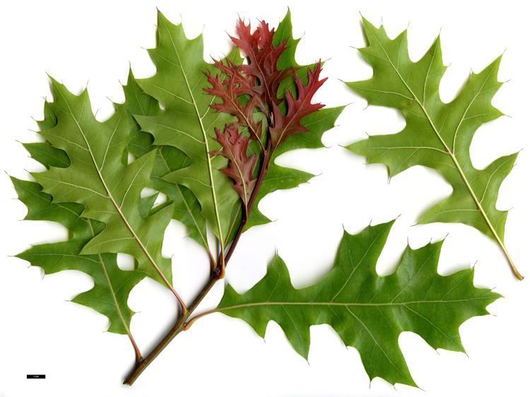 Quercus texana Full Name Report From The Oak ICRA Checklist