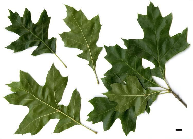 Quercus texana Full Name Report From The Oak ICRA Checklist