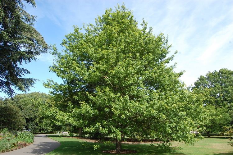 Quercus texana httpsdavisla6fileswordpresscom201509querc