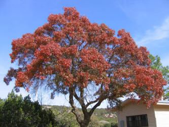 Quercus texana TS Oak Red