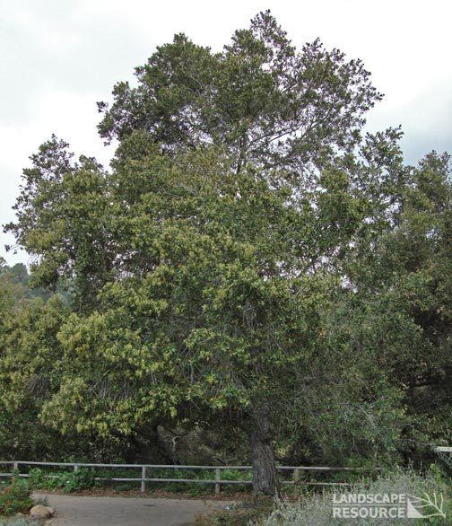 Quercus tomentella Island Oak LandscapeResourcecom