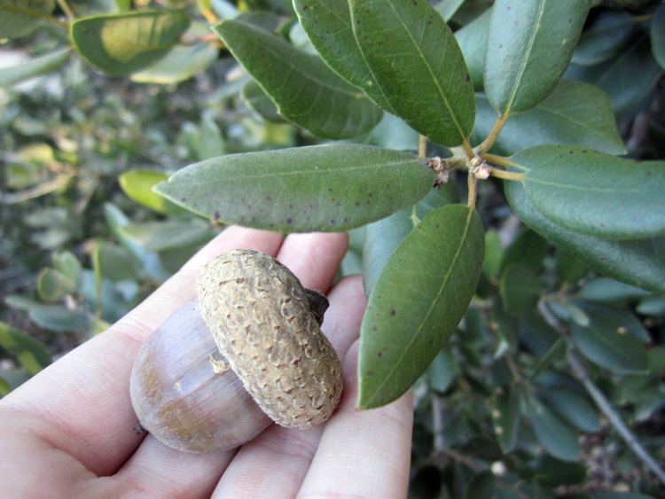 Quercus tomentella FileQuercus tomentella acorn and leaves Franco Folinijpg