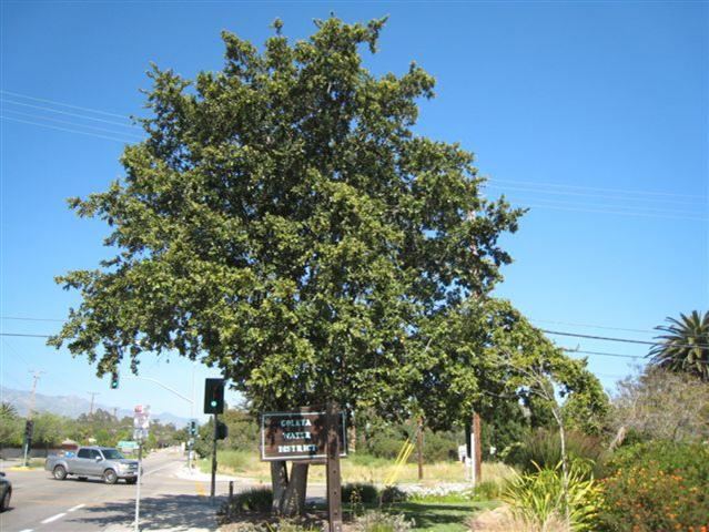 Quercus tomentella Quercus tomentella Island Oak Santa Monica Urban Forest Flickr