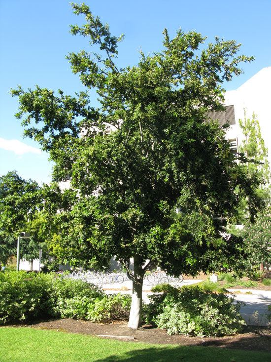 Quercus tomentella httpsselectreecalpolyeduimages140084origi