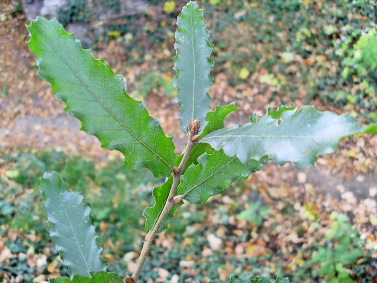 Quercus trojana FileQuercus trojana leafJPG Wikimedia Commons
