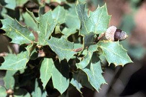 Quercus turbinella Quercus turbinella