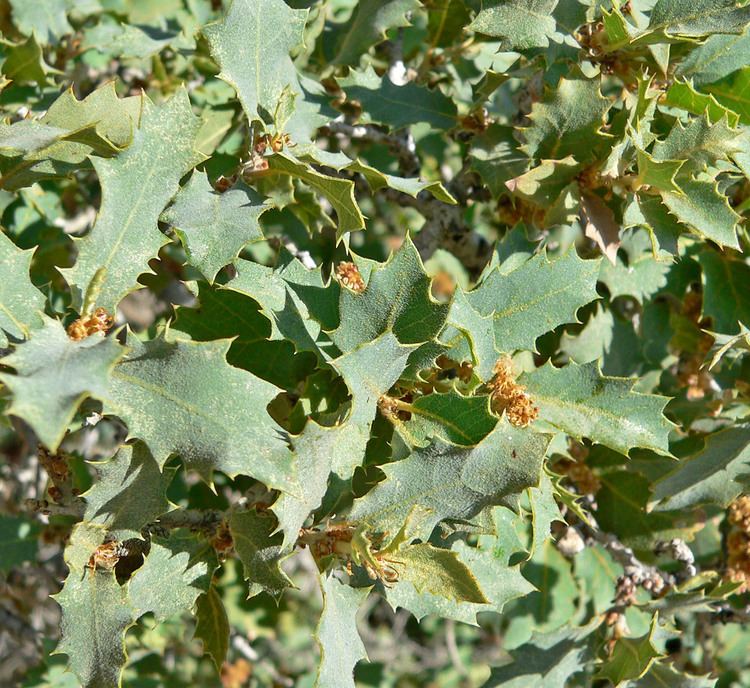 Quercus turbinella Quercus turbinella Sonoran Scrub Oak Shrub Live Oak plant lust
