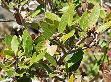 Quercus vacciniifolia httpsuploadwikimediaorgwikipediacommonsthu
