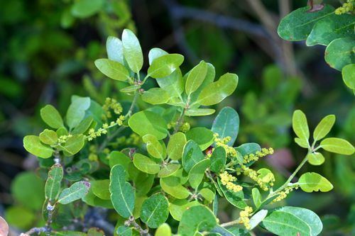 Quercus vacciniifolia Huckleberry Oak Quercus vacciniifolia