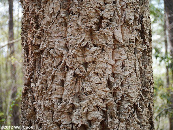Quercus variabilis Chinese Cork Oak Quercus variabilis