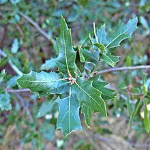 Quercus vaseyana httpsuploadwikimediaorgwikipediacommonsthu