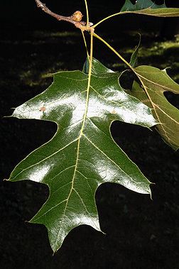 Quercus velutina dendrocnrevtedudendrologyimagesQuercus20vel