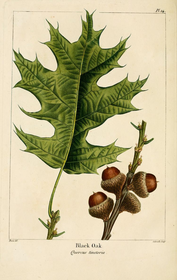 Quercus velutina FileNAS024 Quercus velutinapng Wikimedia Commons