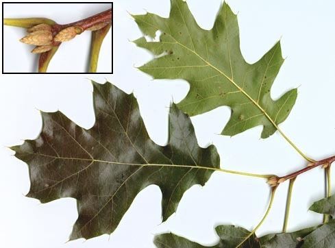 Quercus velutina Profile Quercus velutina