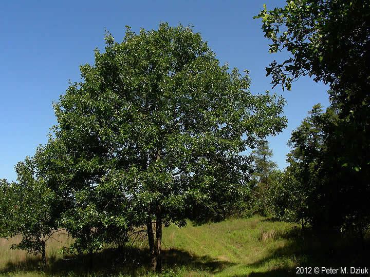 Quercus velutina Quercus velutina Black Oak Minnesota Wildflowers