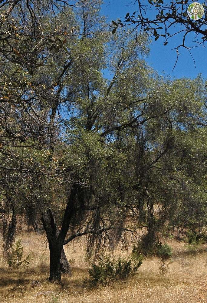 Quercus viminea Quercus viminea Wild Sonora