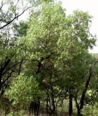 Quercus viminea SEINet Arizona Chapter Quercus viminea