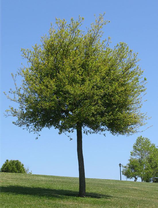 Quercus virginiana UFEI SelecTree A Tree Selection Guide