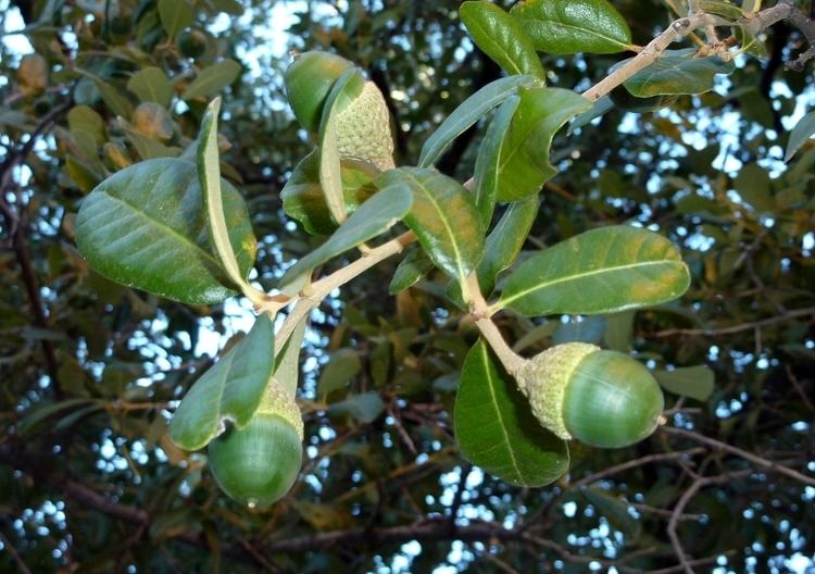Quercus virginiana Quercus virginiana acorn greenJPG